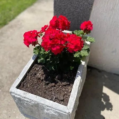 Apartment Starcevic Arandelovac Obavestenje Proveriti Raspolozivost Putem Poruke Zbog Ucestalih Laznih Rezervacija *