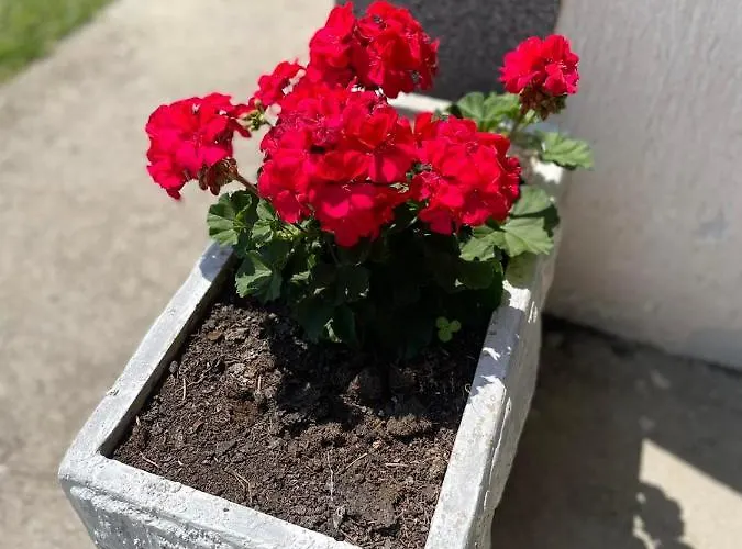 Apartamento Starcevic Arandelovac Obavestenje Proveriti Raspolozivost Putem Poruke Zbog Ucestalih Laznih Rezervacija *